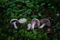 Agaricus depauperatus