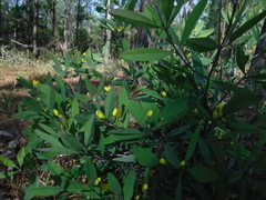 Baptisia lanceolata