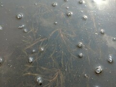 Potamogeton obtusifolius