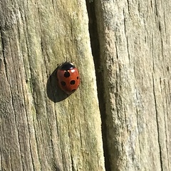 Coccinella undecimpunctata