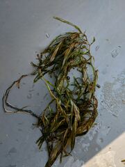 Potamogeton obtusifolius