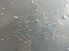 Potamogeton obtusifolius