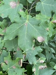 Acer nigrum