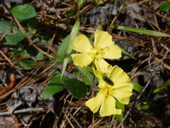 Crocanthemum carolinianum