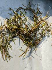 Potamogeton obtusifolius