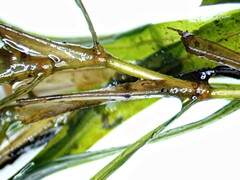 Potamogeton obtusifolius