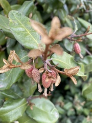 Elaeagnus