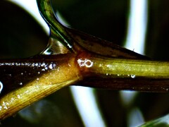 Potamogeton obtusifolius