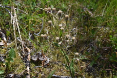 Erigeron acris kamtschaticus