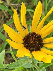 Paranapiacaba tricincta