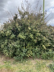 Elaeagnus