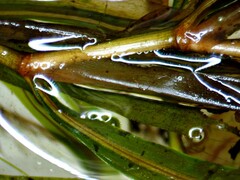 Potamogeton obtusifolius