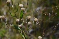 Erigeron acris kamtschaticus
