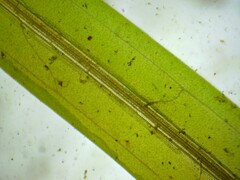 Potamogeton obtusifolius