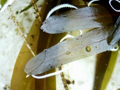 Potamogeton obtusifolius