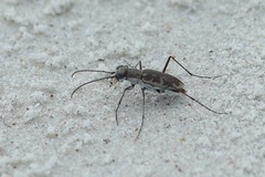 Ellipsoptera marginata