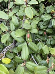Elaeagnus