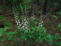 Baptisia alba