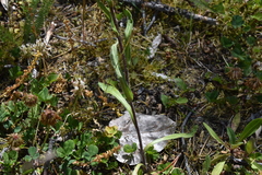 Erigeron acris kamtschaticus