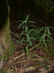 Polygonatum verticillatum
