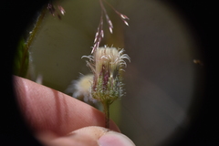 Erigeron acris kamtschaticus