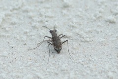 Ellipsoptera marginata