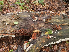 Stereum subtomentosum