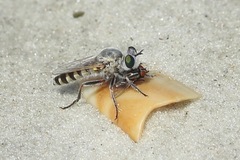 Laphystia litoralis