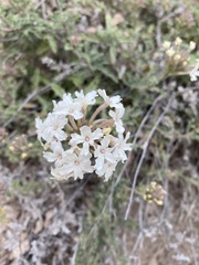 Glandularia platensis