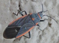 Melacoryphus lateralis