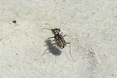 Ellipsoptera marginata