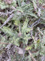 Glandularia platensis