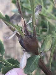 Gnorimoschema baccharisella