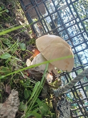 Leccinum holopus