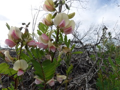 Tephrosia virginiana