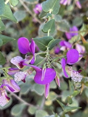 Polygala fruticosa