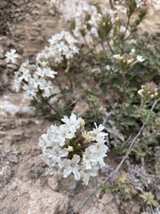 Glandularia platensis