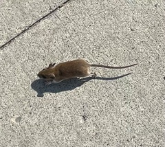 Peromyscus maniculatus
