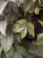 Parthenocissus quinquefolia