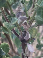 Gnorimoschema baccharisella