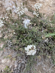 Glandularia platensis