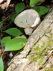 Pleurotus pulmonarius