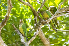 Eupsittula nana