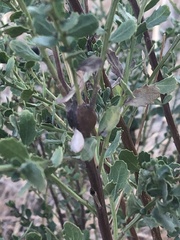 Gnorimoschema baccharisella