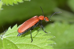 Pyrochroa serraticornis