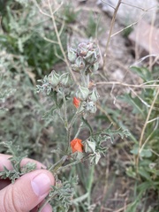 Sphaeralcea australis