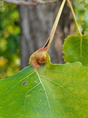 Pemphigus populicaulis