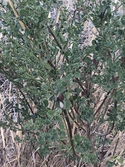 Gnorimoschema baccharisella