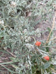 Sphaeralcea australis