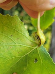 Pemphigus populicaulis